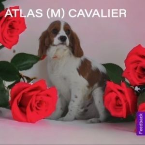 Atlas Cavalier King Charles Spaniel Dog