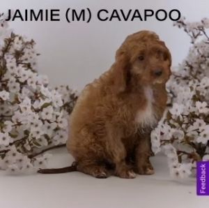 Jaimie Cavalier King Charles Spaniel Dog