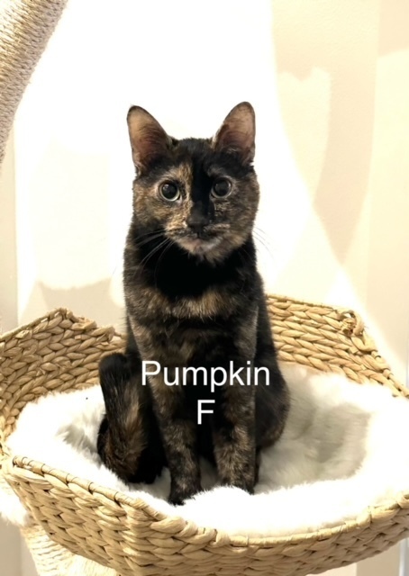 Pumpkin, an adoptable Domestic Short Hair in Bend, OR, 97701 | Photo Image 1