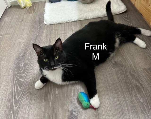 Frank, an adoptable Domestic Short Hair in Bend, OR, 97701 | Photo Image 1
