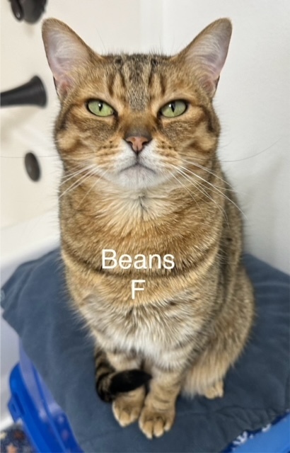 Beans, an adoptable Domestic Short Hair in Bend, OR, 97701 | Photo Image 1
