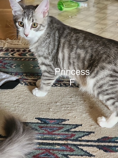 Princess 1