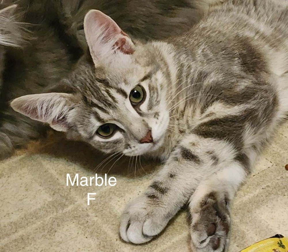 Marble, an adoptable Domestic Short Hair in Bend, OR, 97701 | Photo Image 1