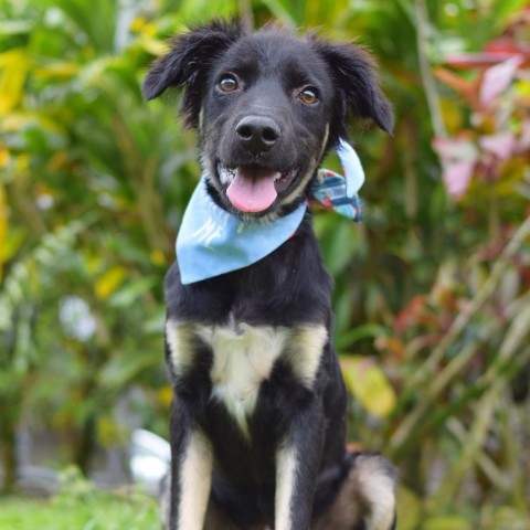 Mowgli, an adoptable Mixed Breed in Kailua Kona, HI, 96740 | Photo Image 1