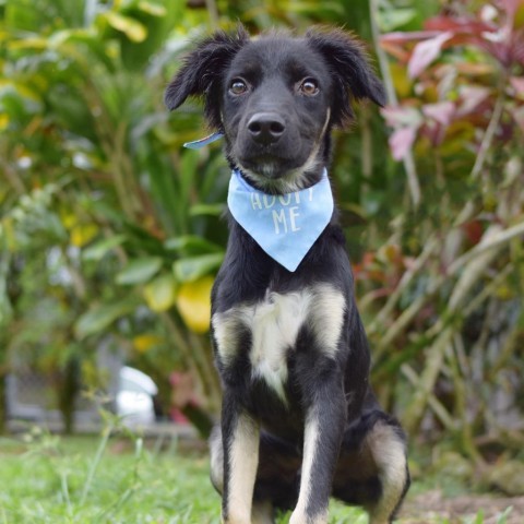 Mowgli, an adoptable Mixed Breed in Kailua Kona, HI, 96740 | Photo Image 2