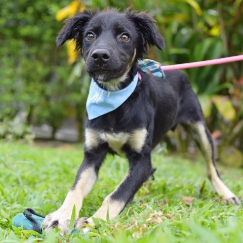 Mowgli, an adoptable Mixed Breed in Kailua Kona, HI, 96740 | Photo Image 3