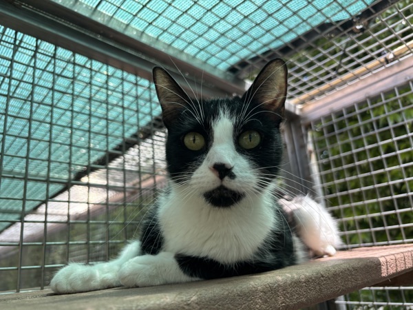 Beans, an adoptable Domestic Short Hair in Fresno, CA, 93726 | Photo Image 1