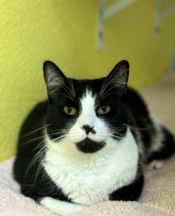 Beans, an adoptable Domestic Short Hair in Fresno, CA, 93726 | Photo Image 1