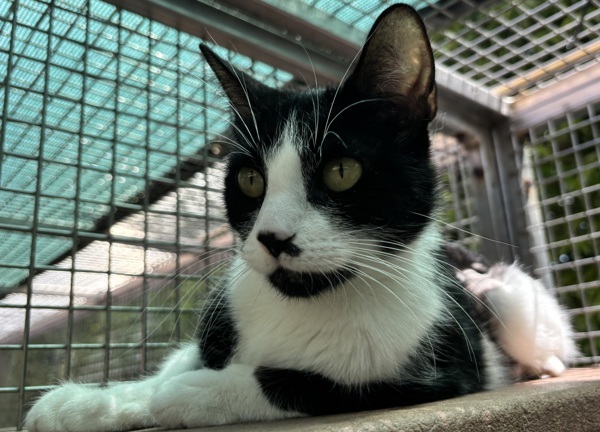 Beans, an adoptable Domestic Short Hair in Fresno, CA, 93726 | Photo Image 2