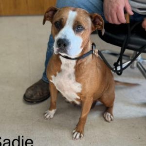 Sadie Mixed Breed Dog