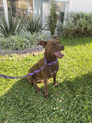 Dog Name Paulette Age 4 years old Gender Female Weight 35lbs Breed Lab mix 