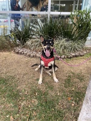 Dog Name Kira Age 1 year Gender Female Breed Cattle Dog mix Good with dogs Yes Has leash experi