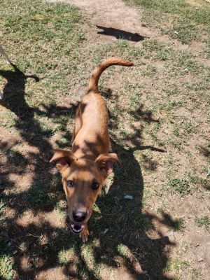 Name Lia Gender Female Age Apx 10 months as of Sept 2024 Breed Carolina mix Size Small Mediu