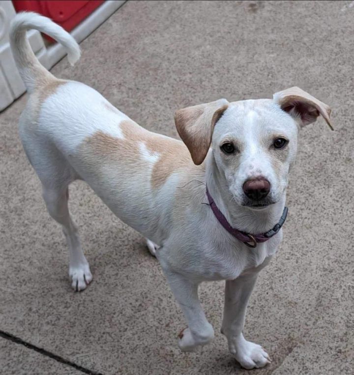 chihuahua australian shepherd mix