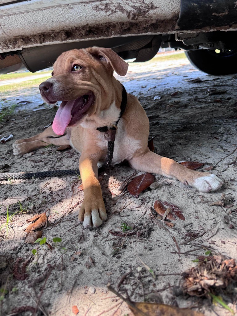 Buster Brown
