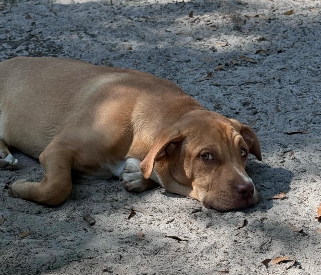 Buster Brown