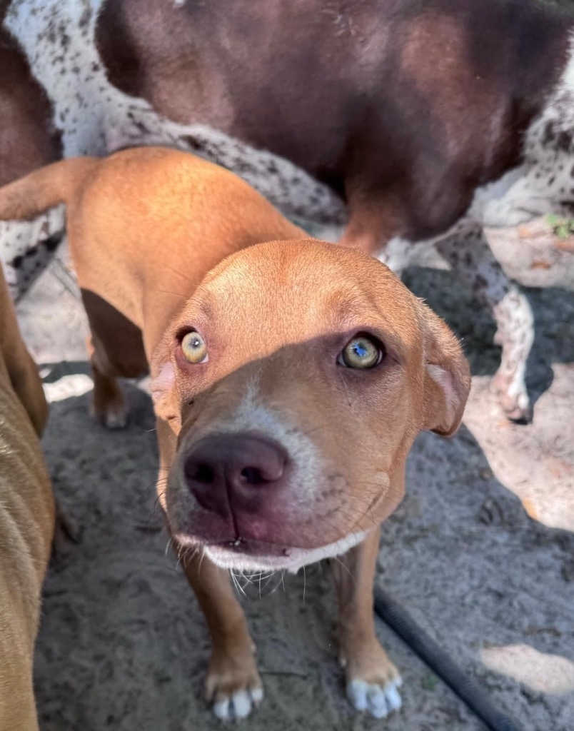 Buster Brown