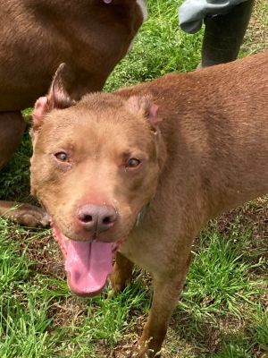 Tanner is a sweet lab terrier mix that was adopted out in July of 2019 He was s