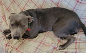 Kova is a 35 year old pit mix who was adopted and then returned a year later H
