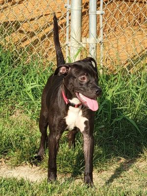 Raven is a 10-month-old Labradorpit mix and she is approximately 40 lbs Raven was found as a stra