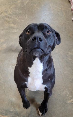Raven is a 10-month-old Labradorpit mix and she is approximately 40 lbs Raven was found as a stra