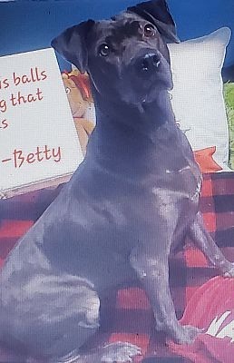 Betty is a sweet girl who spent much of her young life on the street being care 