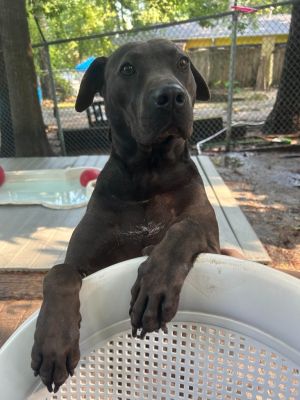 Betty Labrador Retriever Dog