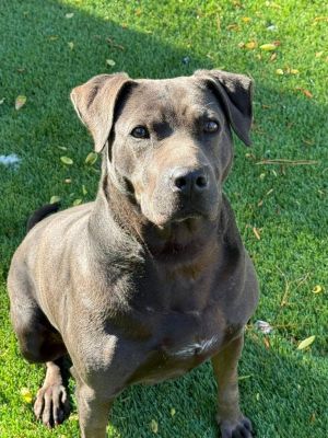 Betty is a sweet girl who spent much of her young life on the street being care for by a