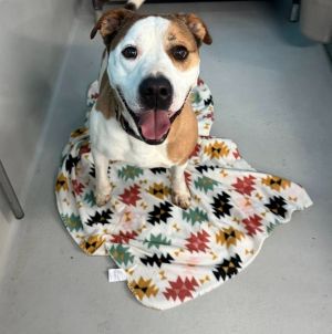 Tanner was surrender to the rescue when his military family had to deploy He is a very active boy t