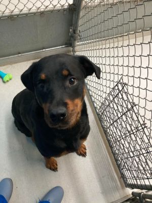 Jade is a young adult Rottweiller that belonged to and was raised by backyard br