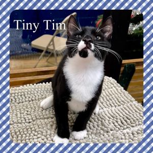 Tiny Tim Domestic Medium Hair Cat