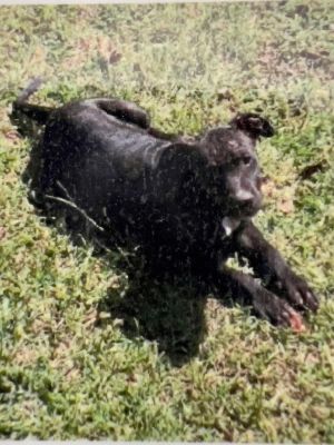 Qui Labrador Retriever Dog