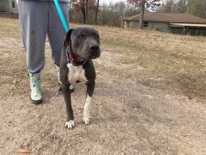Blue is a two year old pit and weighs about 45 pounds He is a beautiful bluegr