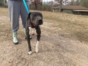 Blue is a two year old pit and weighs about 45 pounds He is a beautiful bluegray color He came