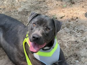Blue is a two year old pit and weighs about 45 pounds He is a beautiful bluegray color He came