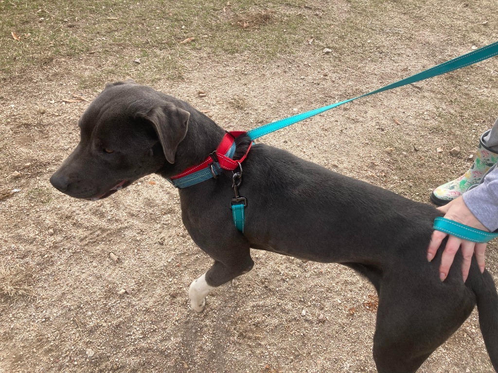 Blue (Buster)