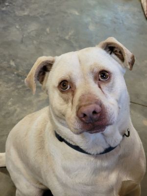 Blue Labrador Retriever Dog