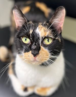 Blossom is a beautiful girl who is sometimes misunderstood She loves attention 