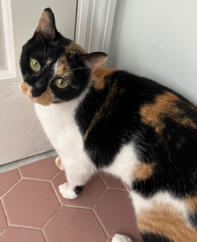 Blossom, an adoptable Domestic Short Hair in Augusta, GA, 30909 | Photo Image 2