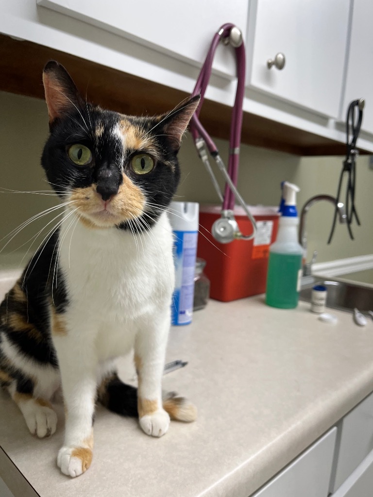 Blossom, an adoptable Domestic Short Hair in Augusta, GA, 30909 | Photo Image 3