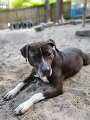 Harley Quinn Pit Bull Terrier Dog