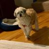 Hufflepuff photo 3