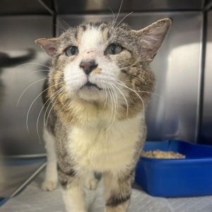 Meet Goober a handsome 4-year-old male grey and white tabby Goober is a confident and independent 