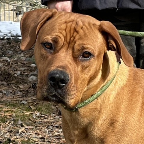 Peaches, an adoptable Boxer, Pit Bull Terrier in Cashmere, WA, 98815 | Photo Image 1