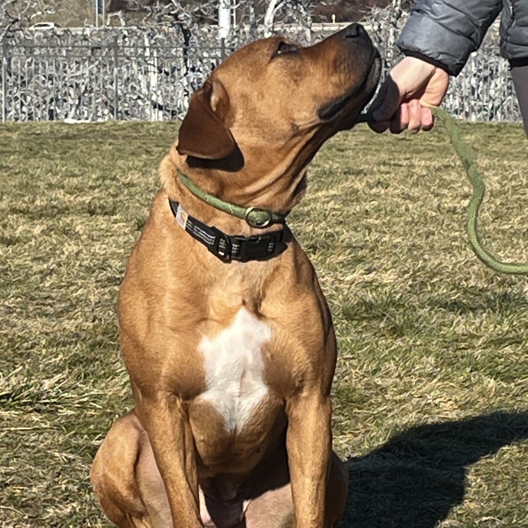 Peaches, an adoptable Boxer, Pit Bull Terrier in Cashmere, WA, 98815 | Photo Image 2