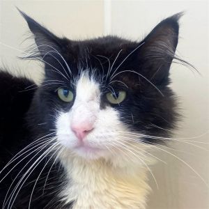 Felix Domestic Medium Hair Cat