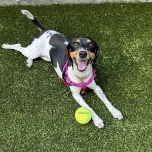 This petite gal is 3 year old Daisy Daisy adores people and will greet you with