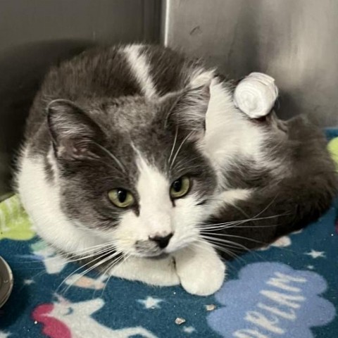 Ginny, an adoptable Domestic Short Hair in Idaho Falls, ID, 83402 | Photo Image 1