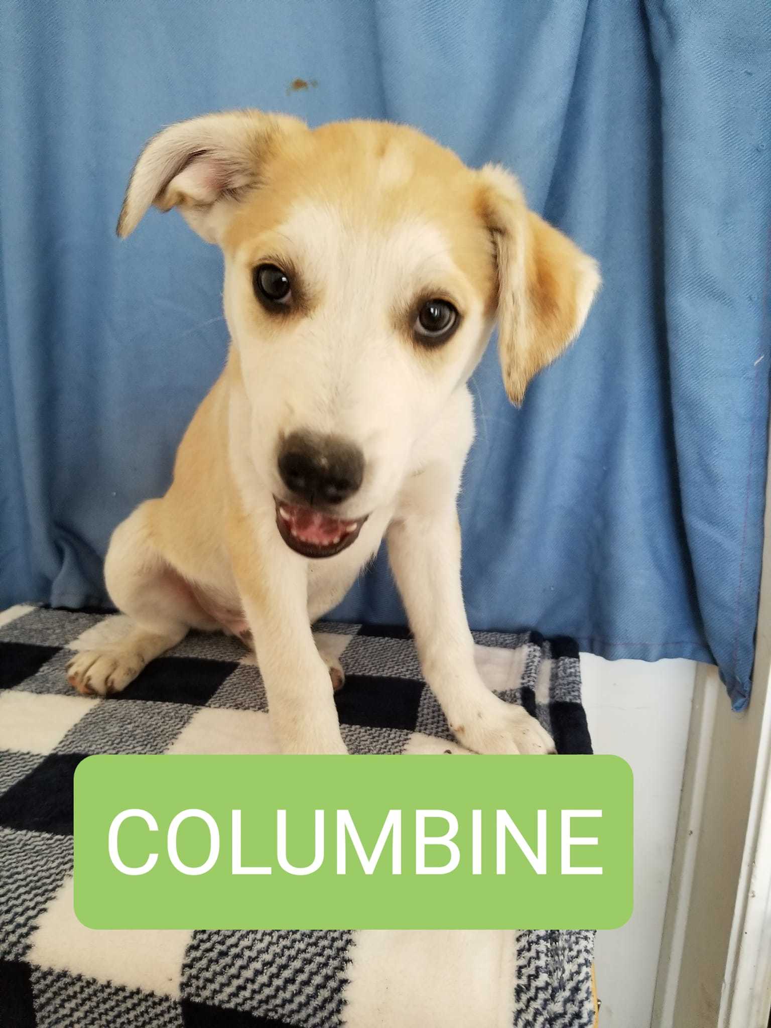 Columbine, an adoptable Husky, German Shepherd Dog in Castle Dale, UT, 84513 | Photo Image 1