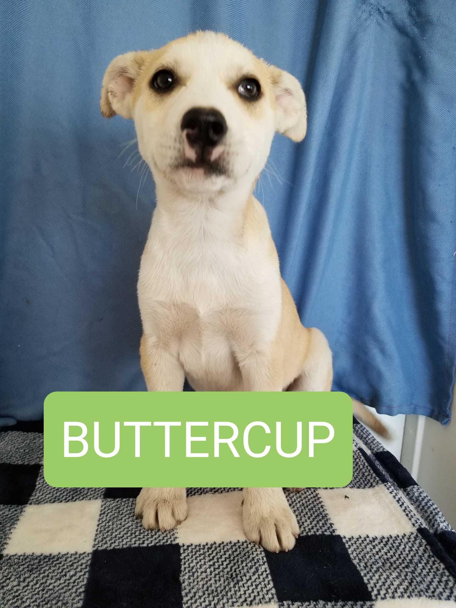 Buttercup, an adoptable Husky, German Shepherd Dog in Castle Dale, UT, 84513 | Photo Image 1